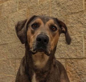 Dog for adoption - RUBY, a Bloodhound Mix in Lees Summit, MO | Petfinder