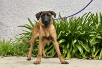 Belgian malinois best sale and rottweiler