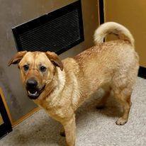 Brownie, an adoptable Golden Retriever, Chow Chow in Sioux City, IA, 51103 | Photo Image 1