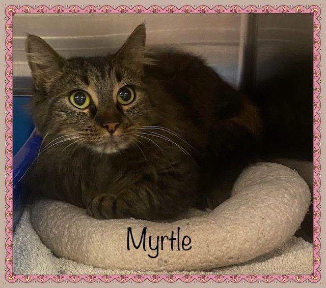 MYRTLE 3