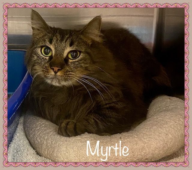 MYRTLE, an adopted Domestic Medium Hair & Tabby Mix in Marietta, GA_image-1