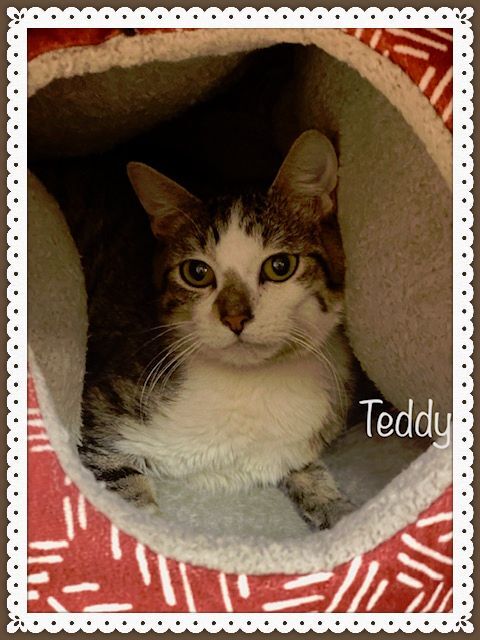 TEDDY 3
