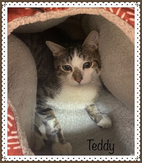 TEDDY, an adopted Domestic Short Hair & Tabby Mix in Marietta, GA_image-4