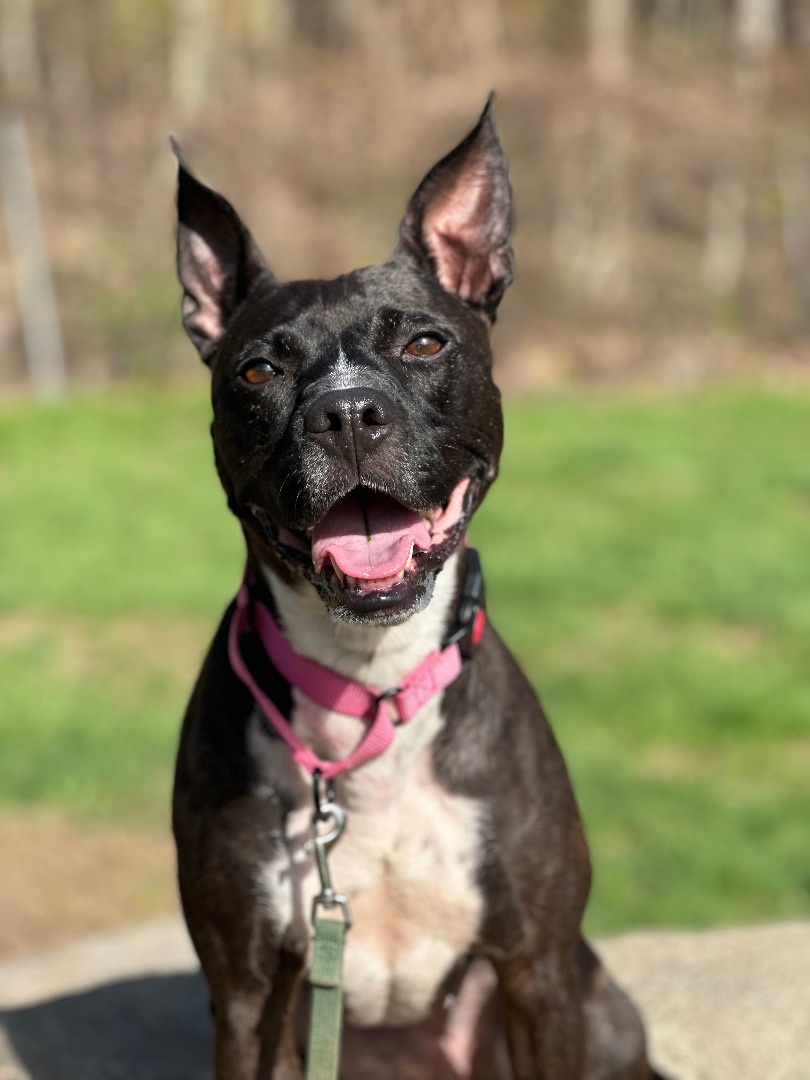 Elle , an adoptable American Staffordshire Terrier in Nutting Lake, MA, 01865 | Photo Image 1