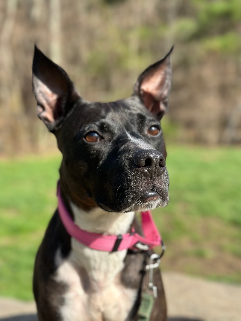 Elle , an adoptable American Staffordshire Terrier in Nutting Lake, MA, 01865 | Photo Image 4