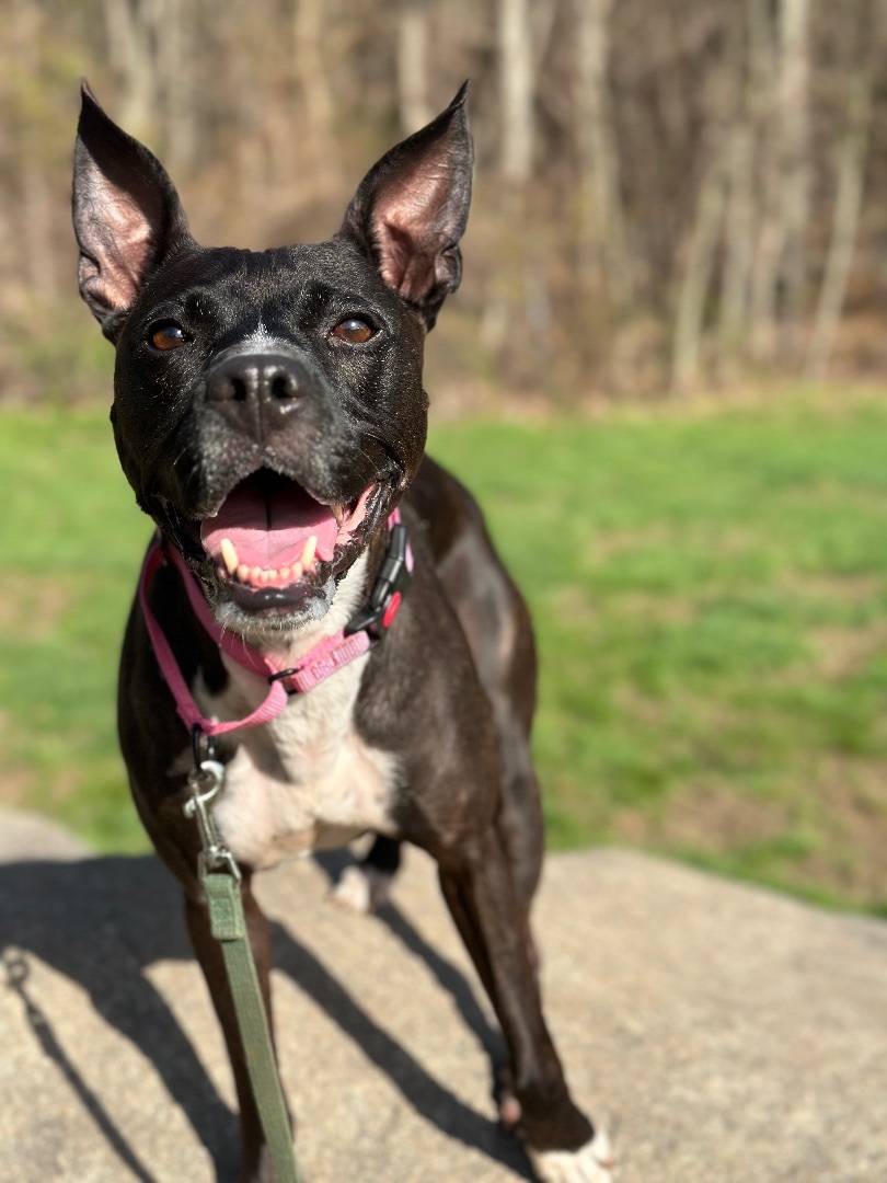 Elle , an adoptable American Staffordshire Terrier in Nutting Lake, MA, 01865 | Photo Image 5