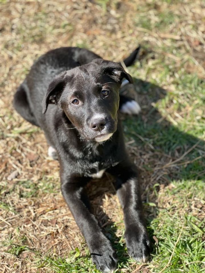 Mazzie, an adoptable Black Labrador Retriever Mix in Cypress, TX_image-2
