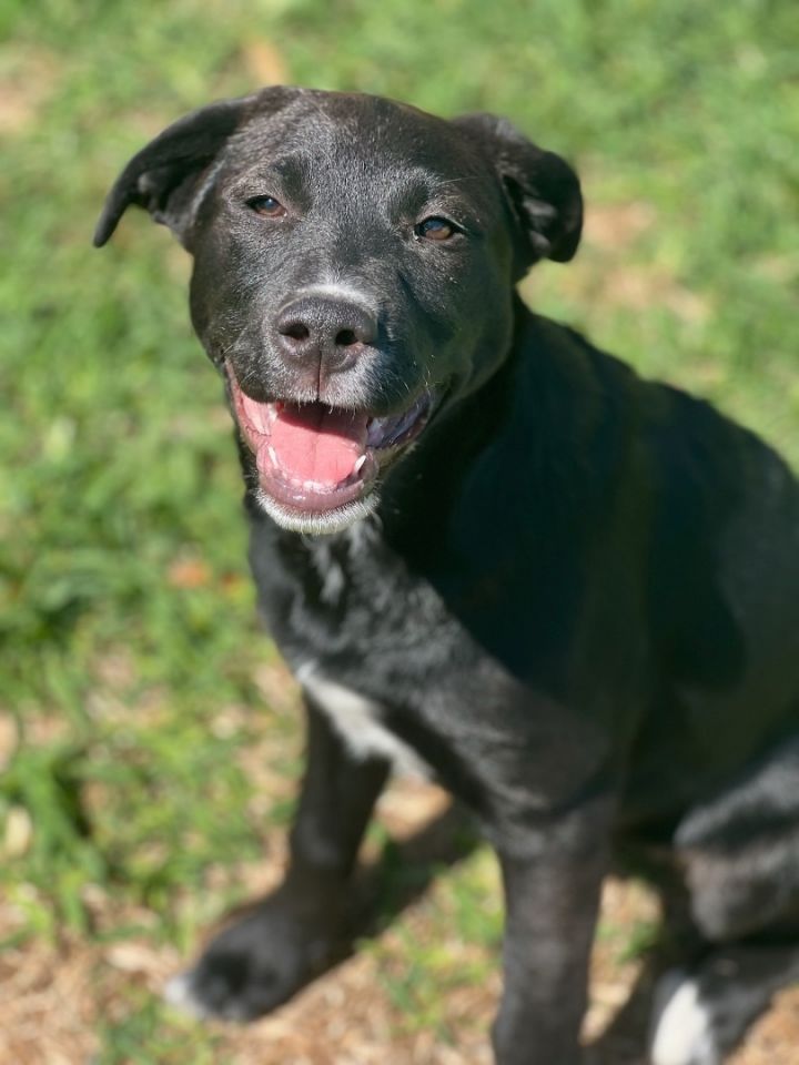 Mazzie, an adoptable Black Labrador Retriever Mix in Cypress, TX_image-3