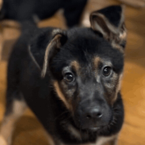 Josh, an adopted Shepherd Mix in Rochester, NY_image-4