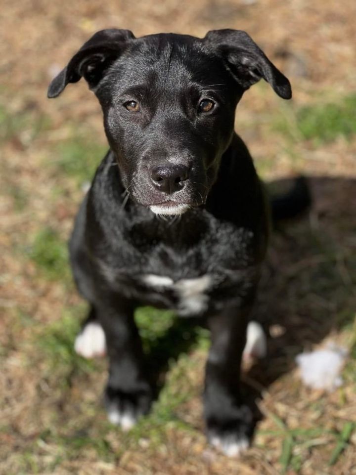 Claire, an adoptable Labrador Retriever Mix in Cypress, TX_image-2