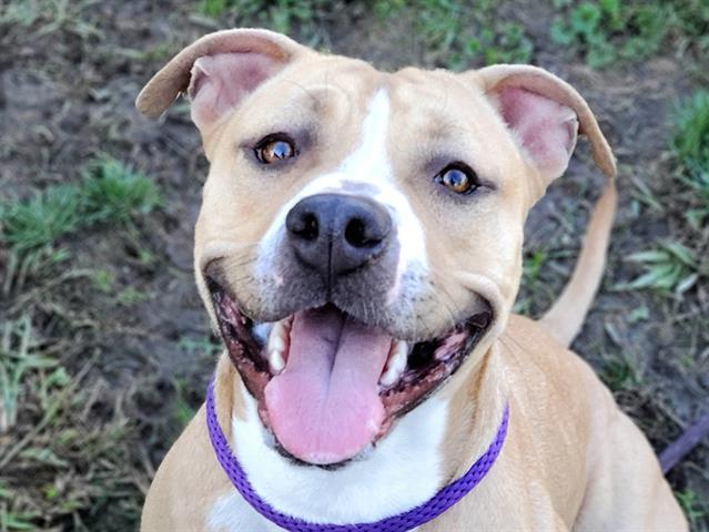 FANNY, an adoptable Pit Bull Terrier, Mixed Breed in San Jose, CA, 95111 | Photo Image 1
