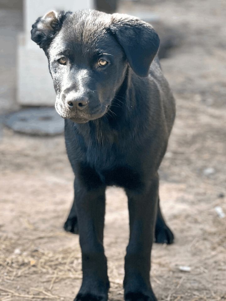Bear, an adopted Black Labrador Retriever Mix in Cypress, TX_image-1