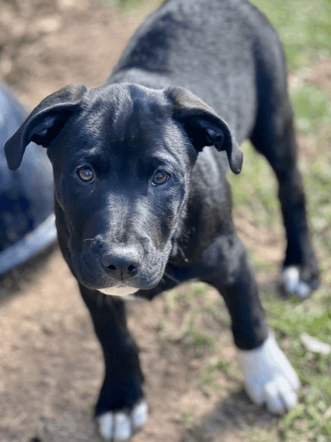 Zeus