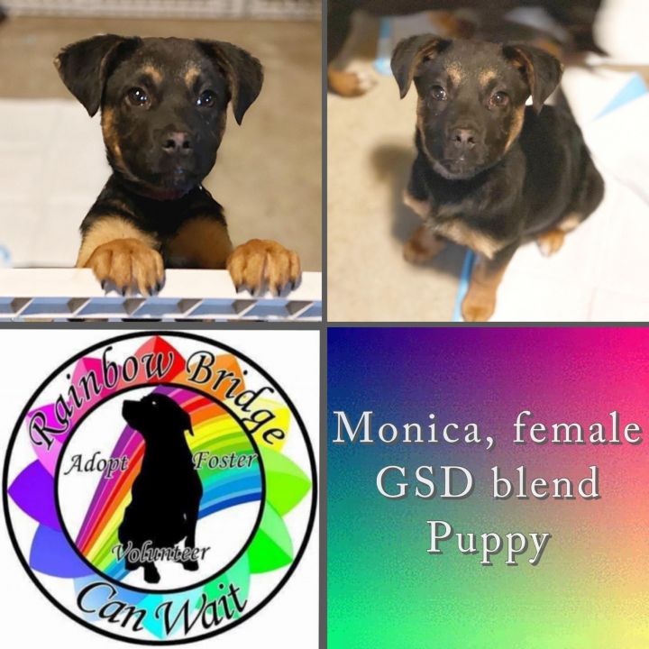 Monica, an adopted German Shepherd Dog & Puggle Mix in Carnegie, OK_image-1