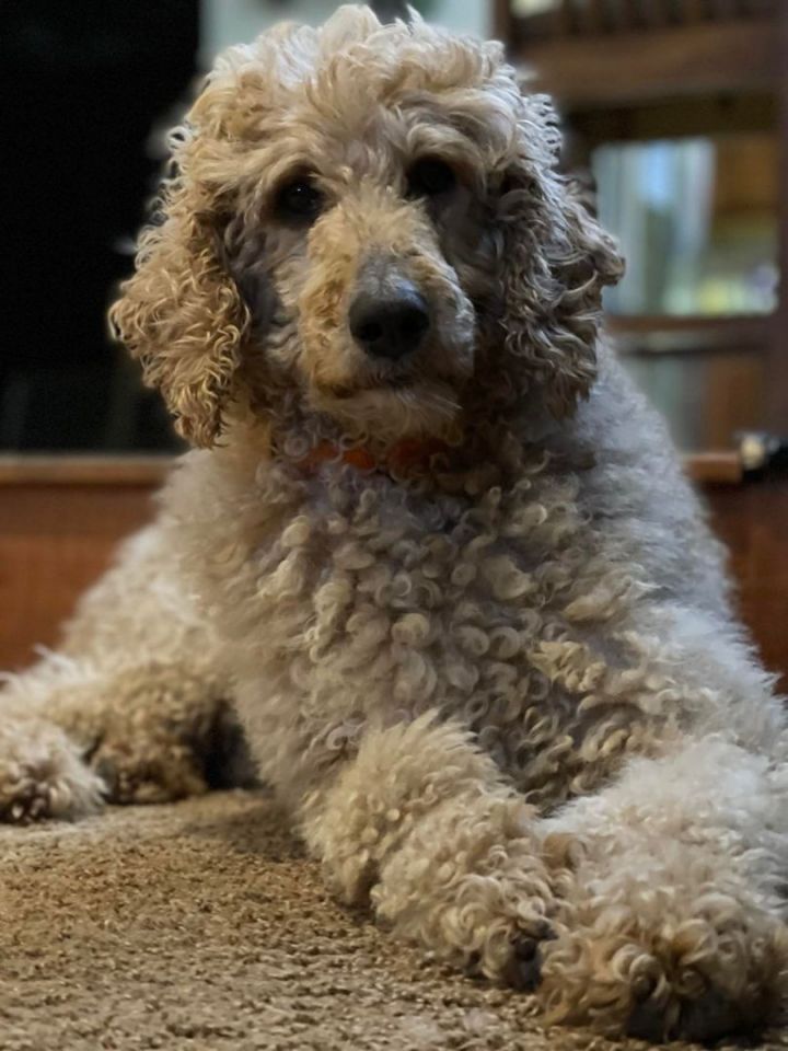 Misha, an adopted Poodle in Brunswick, ME_image-1