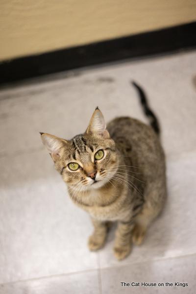 Harvey, an adoptable Tabby in Parlier, CA, 93648 | Photo Image 1