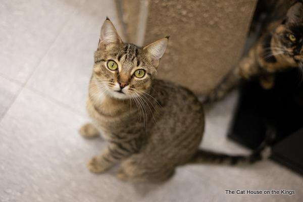 Harvey, an adoptable Tabby in Parlier, CA, 93648 | Photo Image 2