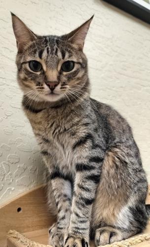 Harvey, an adoptable Tabby in Parlier, CA, 93648 | Photo Image 3