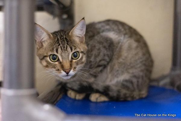 Harvey, an adoptable Tabby in Parlier, CA, 93648 | Photo Image 4