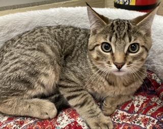 Harvey, an adoptable Tabby in Parlier, CA, 93648 | Photo Image 5