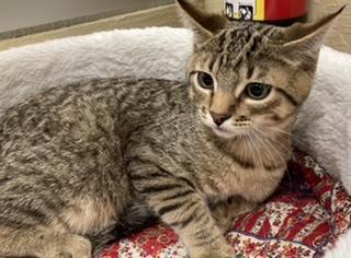 Harvey, an adoptable Tabby in Parlier, CA, 93648 | Photo Image 6