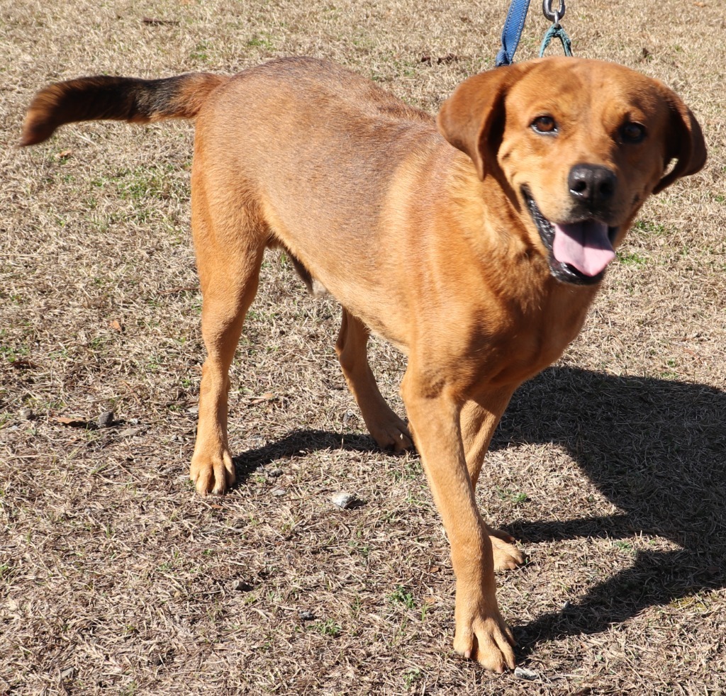 IAN, an adoptable Labrador Retriever, Hound in Marianna, FL, 32447 | Photo Image 1
