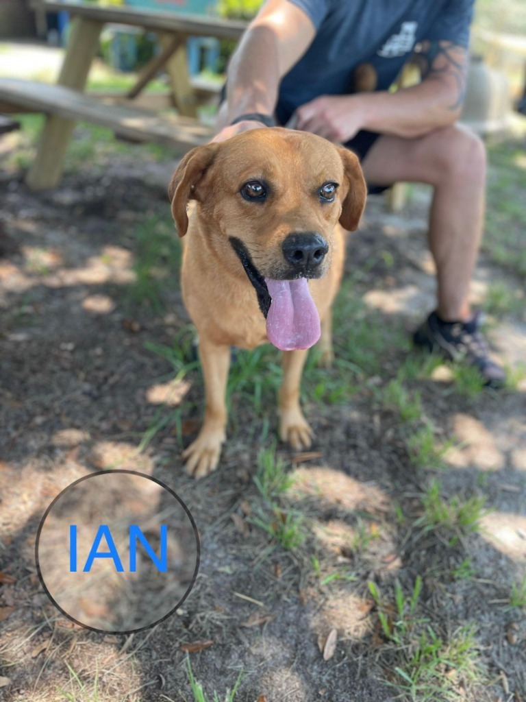 IAN, an adoptable Labrador Retriever, Hound in Marianna, FL, 32447 | Photo Image 2