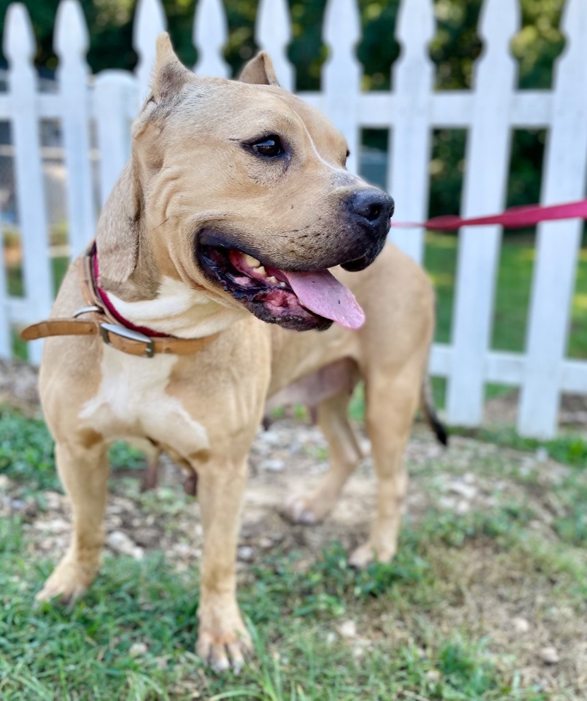 Glory, an adoptable Mixed Breed, Cane Corso in Saint Francisville, LA, 70775 | Photo Image 1