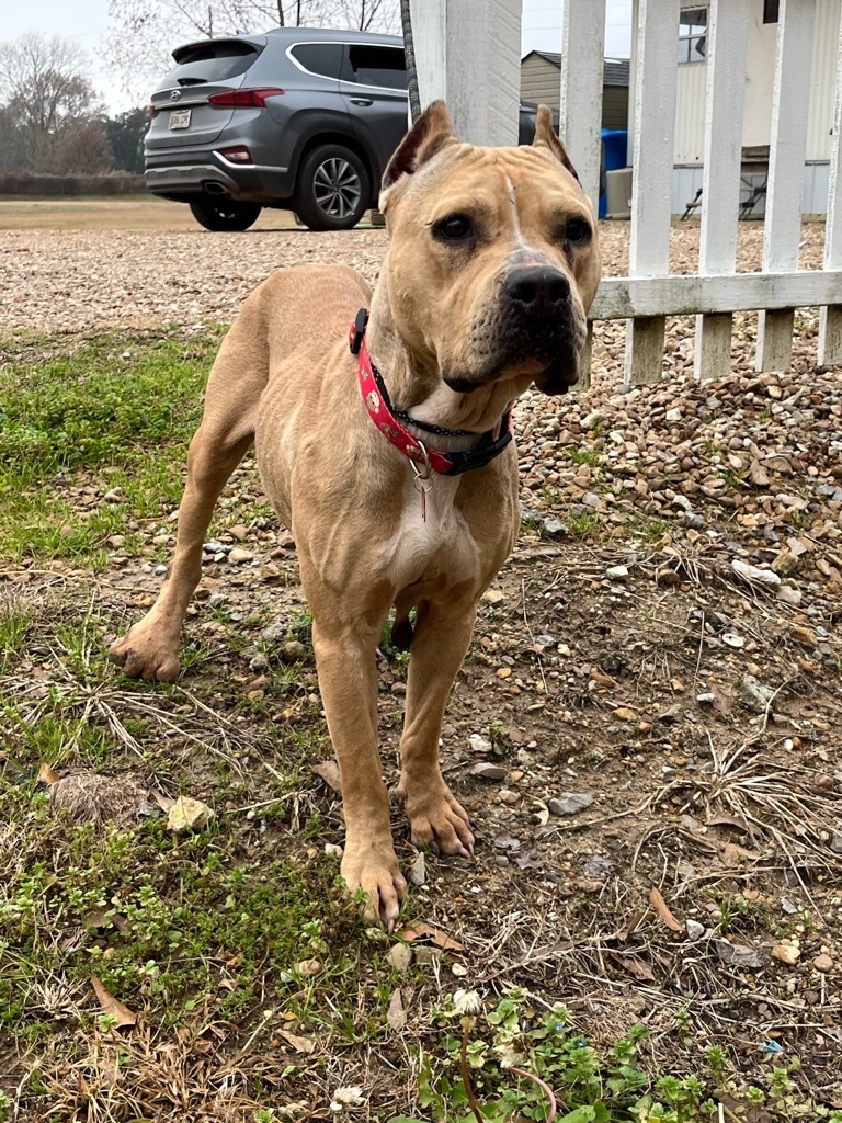 Glory, an adoptable Mixed Breed, Cane Corso in Saint Francisville, LA, 70775 | Photo Image 2