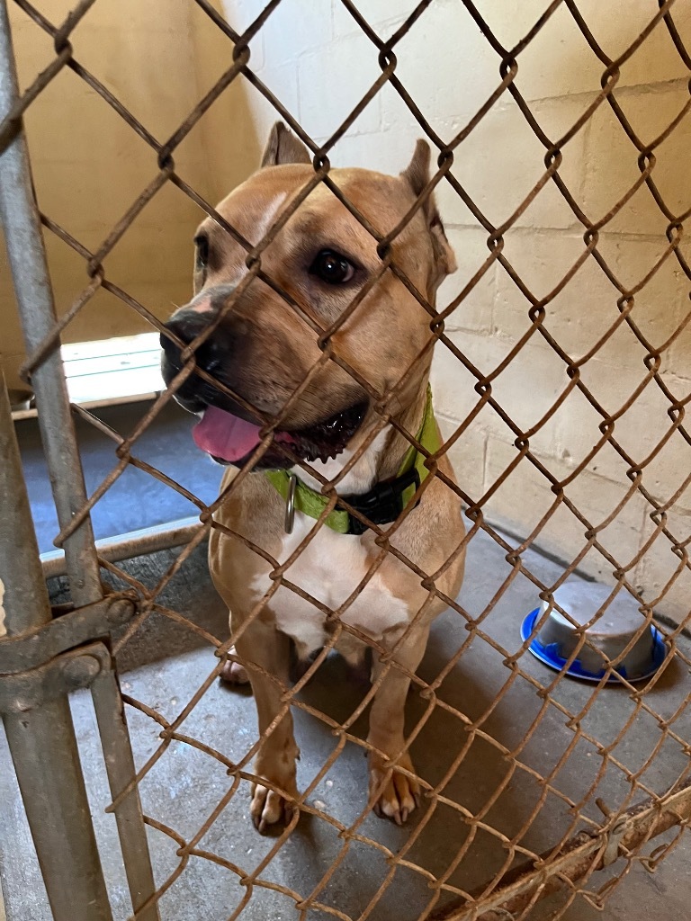 Glory, an adoptable Mixed Breed, Cane Corso in Saint Francisville, LA, 70775 | Photo Image 3