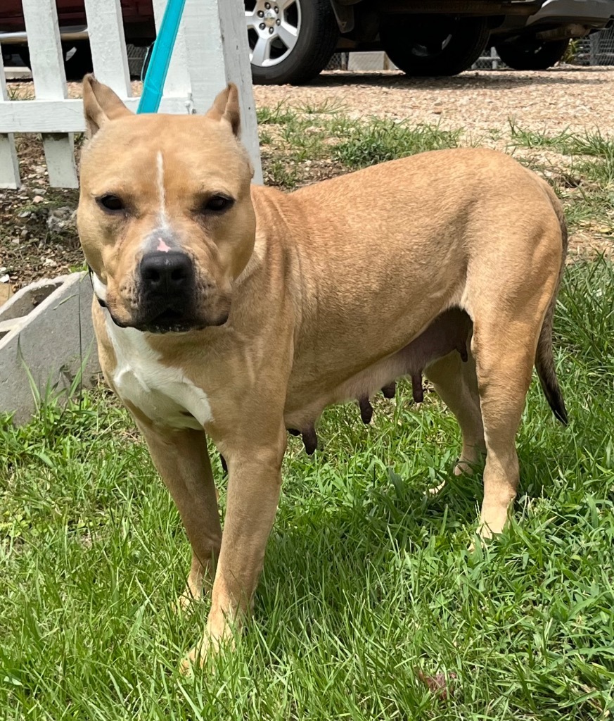 Glory, an adoptable Mixed Breed, Cane Corso in Saint Francisville, LA, 70775 | Photo Image 4