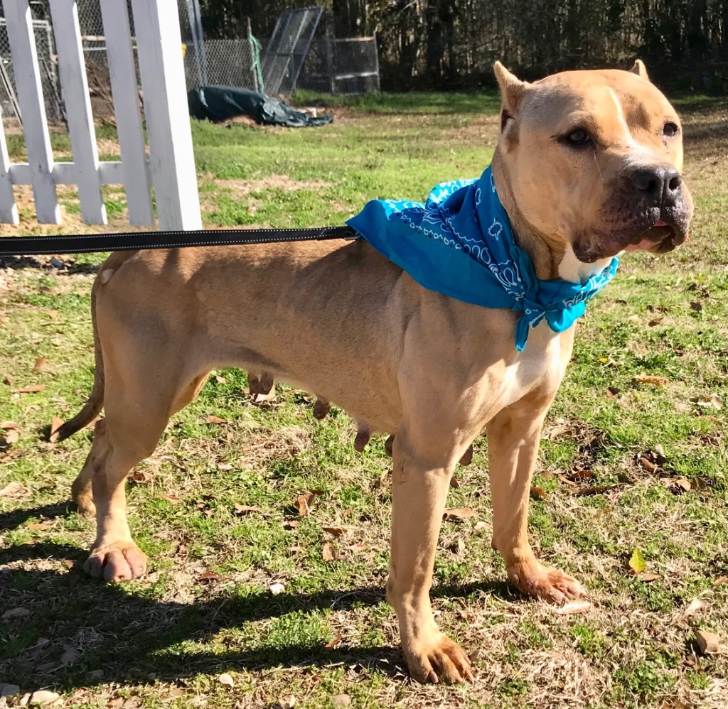 Glory, an adoptable Mixed Breed, Cane Corso in Saint Francisville, LA, 70775 | Photo Image 5