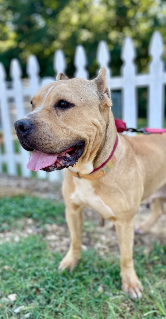 Glory, an adoptable Mixed Breed, Cane Corso in Saint Francisville, LA, 70775 | Photo Image 6