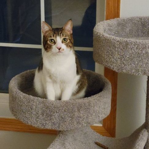 Johnny, an adoptable Domestic Short Hair in Plymouth, MN_image-3
