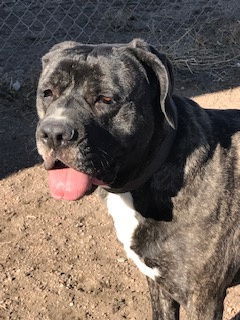 Maddie, an adoptable Boxer, Cane Corso in Westminster, CO, 80021 | Photo Image 1