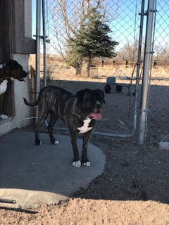 Maddie, an adoptable Boxer, Cane Corso in Westminster, CO, 80021 | Photo Image 2