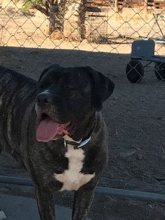 Maddie, an adoptable Boxer, Cane Corso in Westminster, CO, 80021 | Photo Image 3