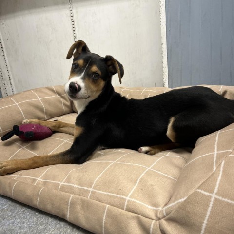 Perdita, an adoptable Labrador Retriever Mix in Patterson, NY_image-1