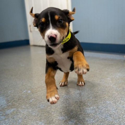 Perdita, an adoptable Labrador Retriever Mix in Patterson, NY_image-4