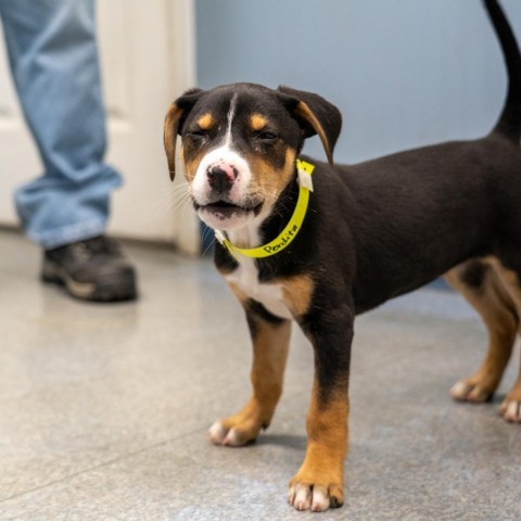 Perdita, an adoptable Labrador Retriever Mix in Patterson, NY_image-5