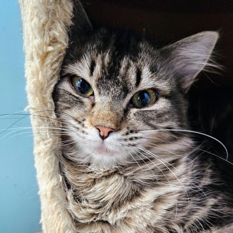 Mavis, an adoptable Domestic Long Hair in Sheridan, WY, 82801 | Photo Image 1