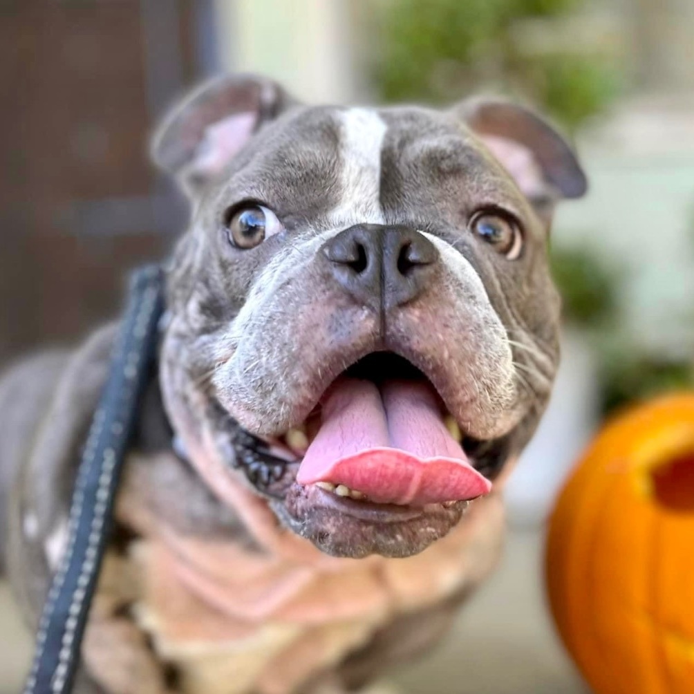 Dog for adoption - Gigi, an English Bulldog Mix in Citrus Heights