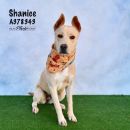 SHANICE's profile on Petfinder.com