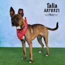 TALIA's profile on Petfinder.com