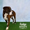 FUDGE's profile on Petfinder.com