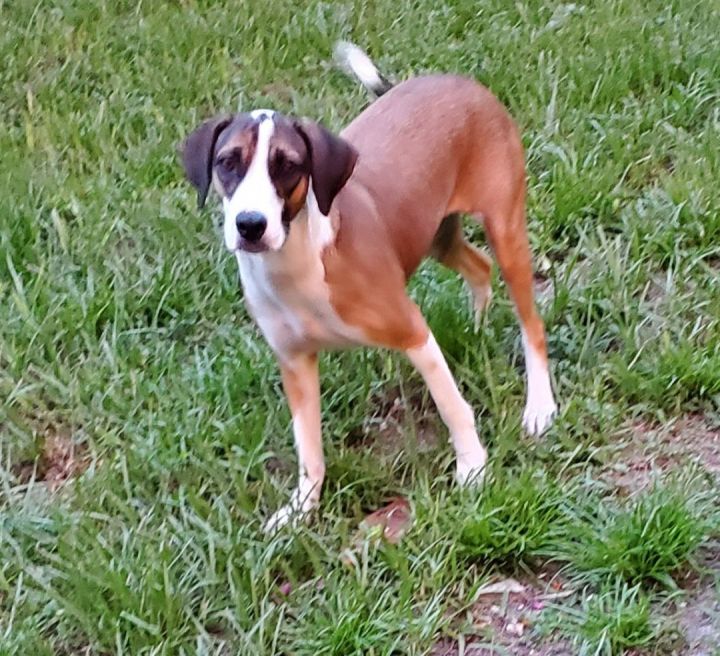 American foxhound best sale pointer mix