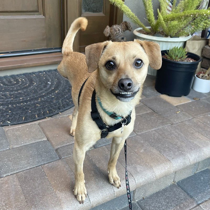 Jackson the Tripod, an adoptable Chihuahua, Cattle Dog in Santa Clara, CA, 95050 | Photo Image 1