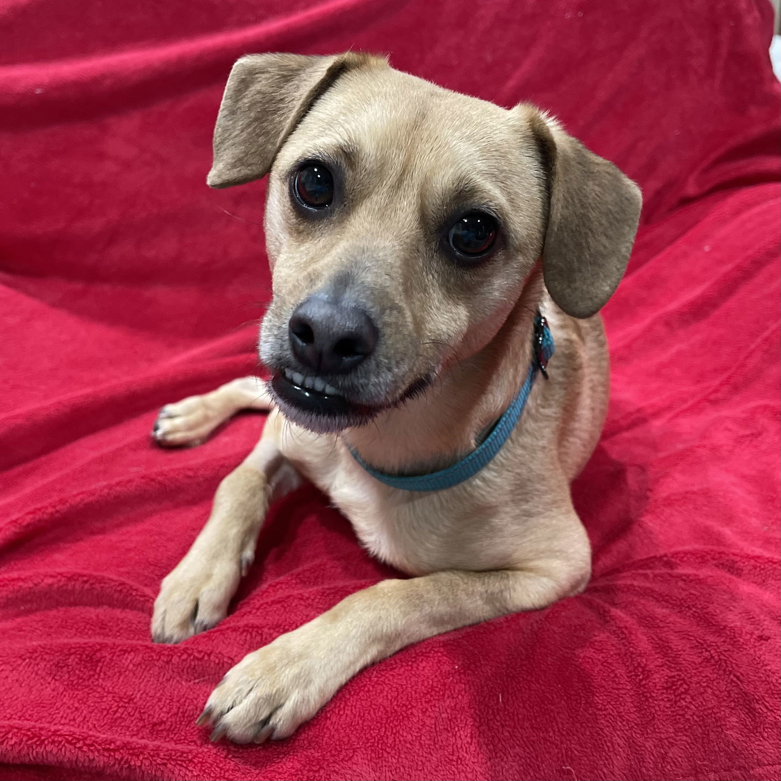 Jackson the Tripod, an adoptable Chihuahua, Cattle Dog in Santa Clara, CA, 95050 | Photo Image 2
