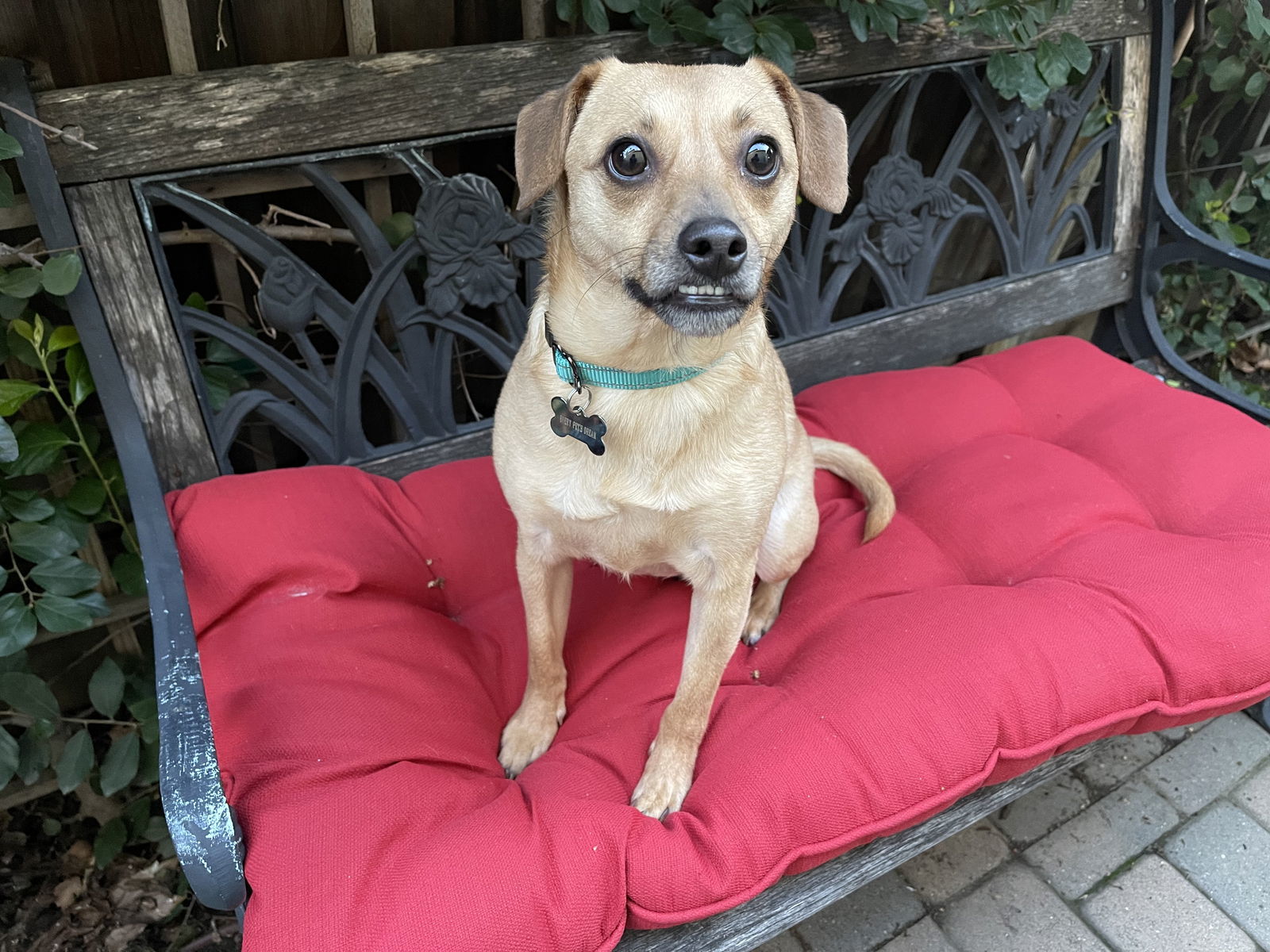 Jackson the Tripod, an adoptable Chihuahua, Cattle Dog in Santa Clara, CA, 95050 | Photo Image 3