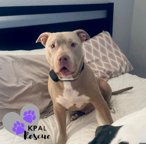 Kane, an adoptable Pit Bull Terrier in Kenai, AK_image-4